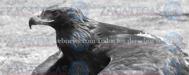 Zacatecas Web News | De México para el mundo... » ZACATECAS, PIONERO EN LA  INVESTIGACIÓN DEL AGUILA REAL